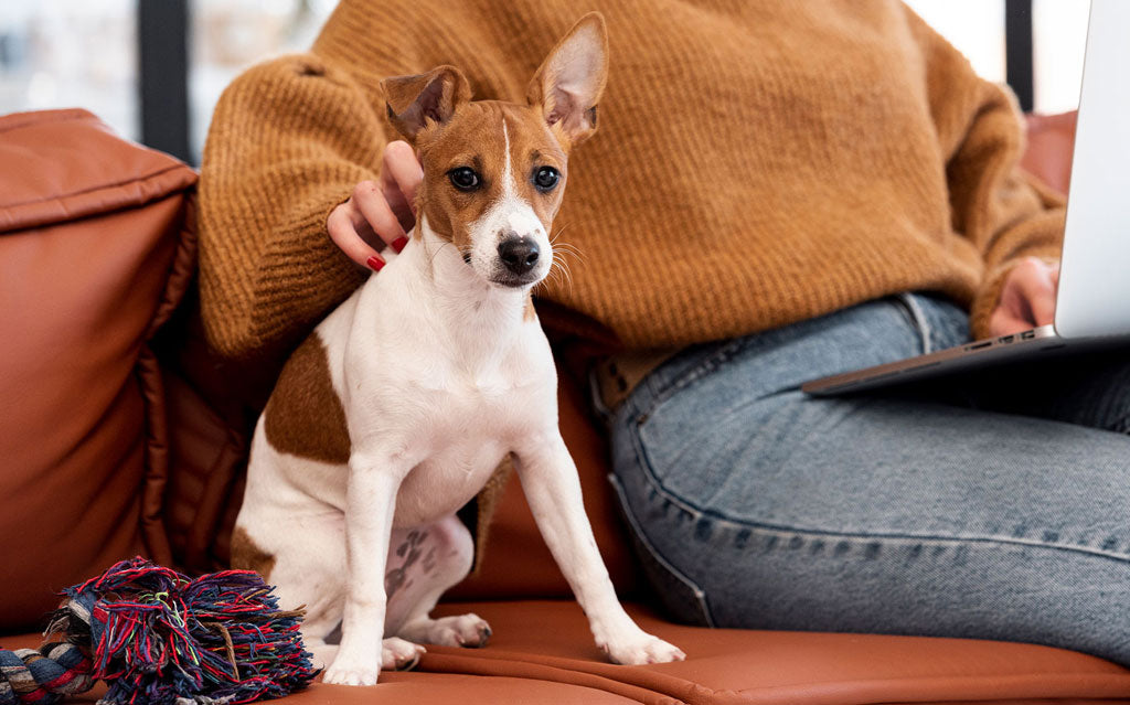 Top 9 ways to take care of your pet